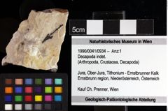 Foto (Objket + Etiketten) von Decapoda indet. 